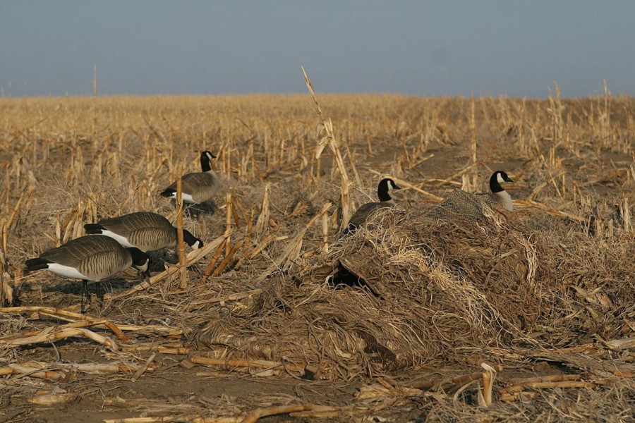 Hunting Avery | Avery Killerweed Layout Blind Kits Golden Harvest